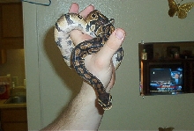 ball python1